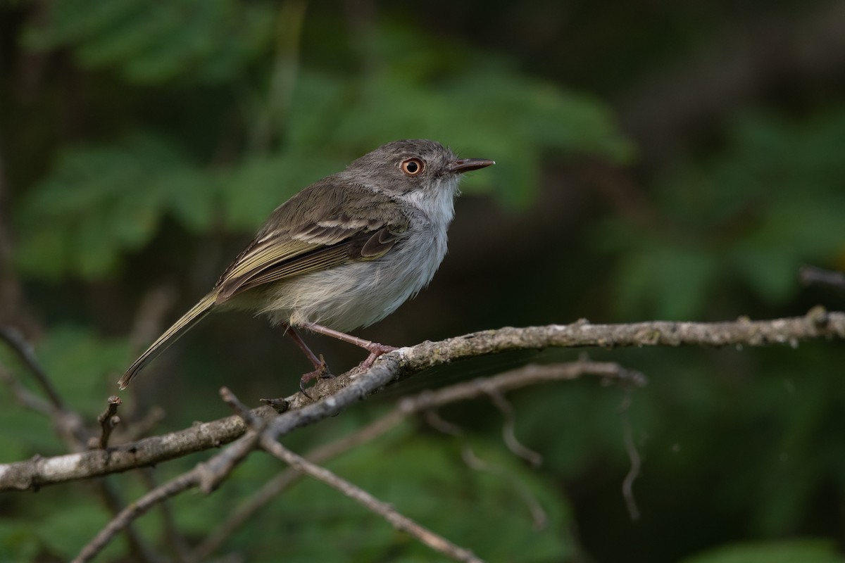 Pearly-vented Tody-Tyrant - ML192270071