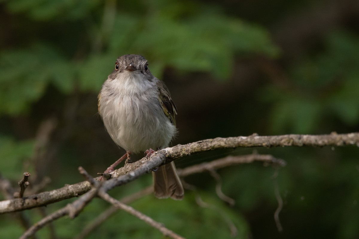 Pearly-vented Tody-Tyrant - ML192270091