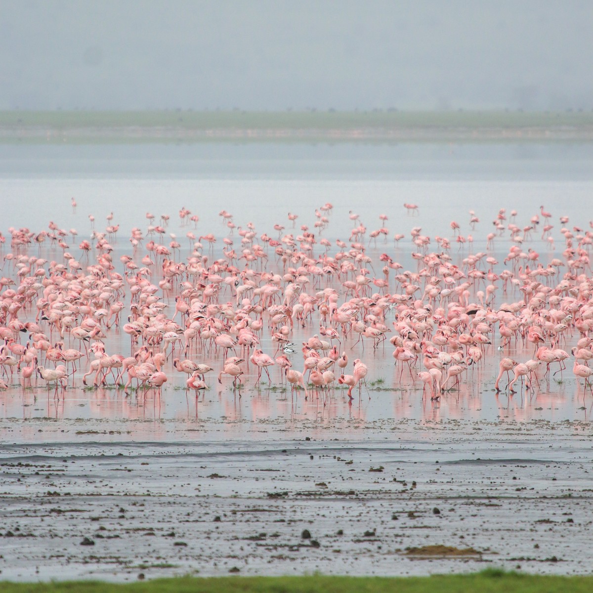 Lesser Flamingo - Allison Miller