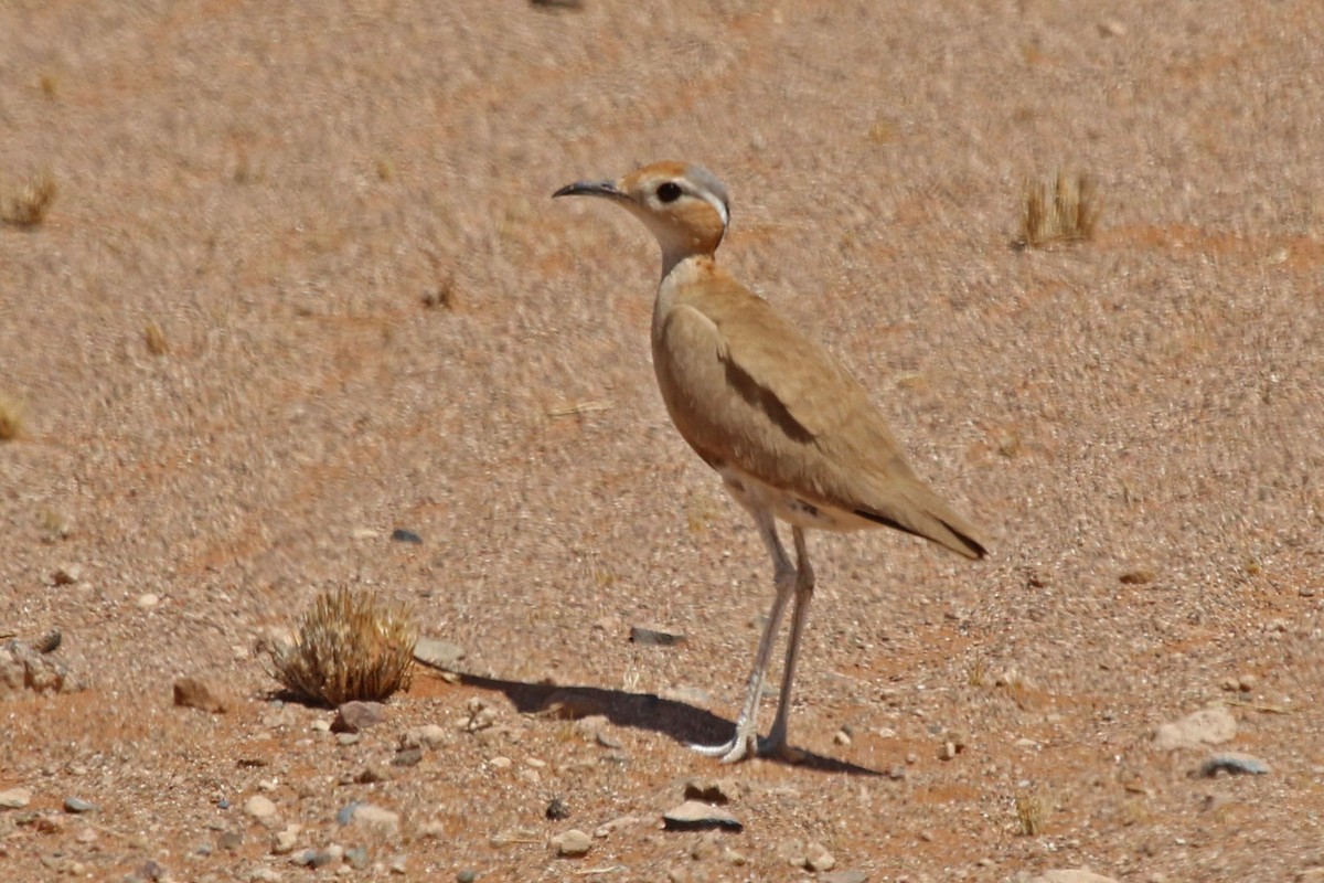 Burchell's Courser - Joan and/or George Sims