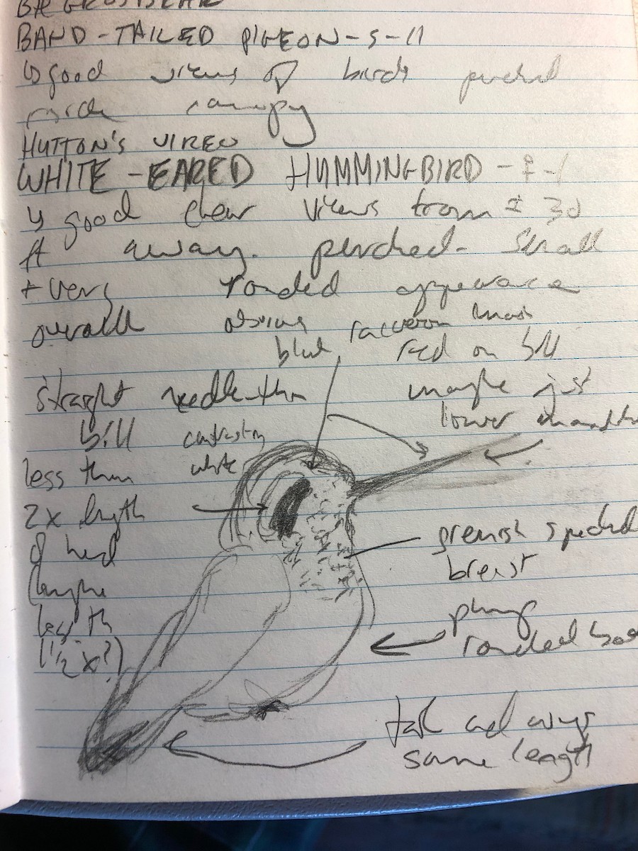 White-eared Hummingbird - John C. Mittermeier