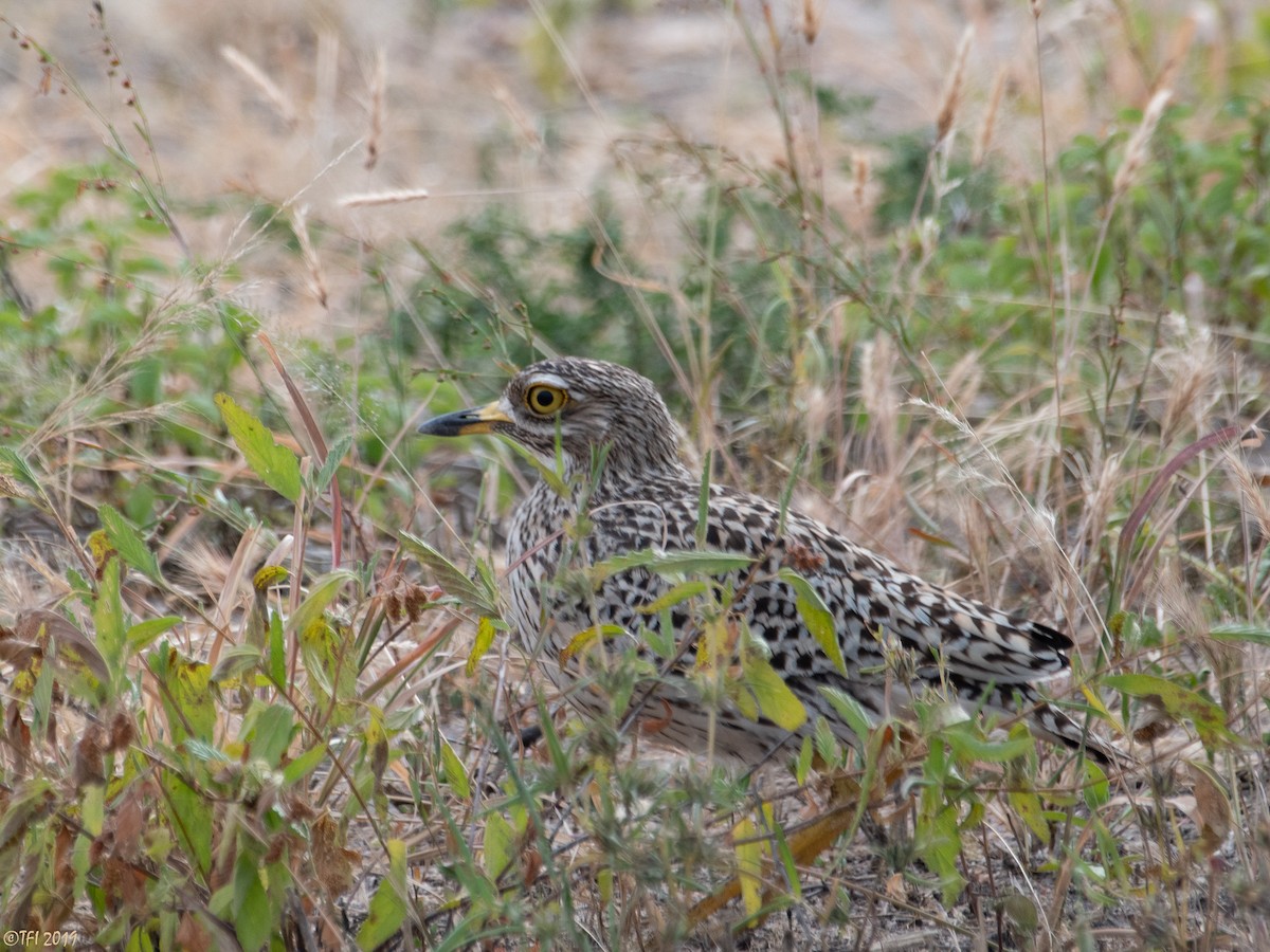 Spotted Thick-knee - ML192278711