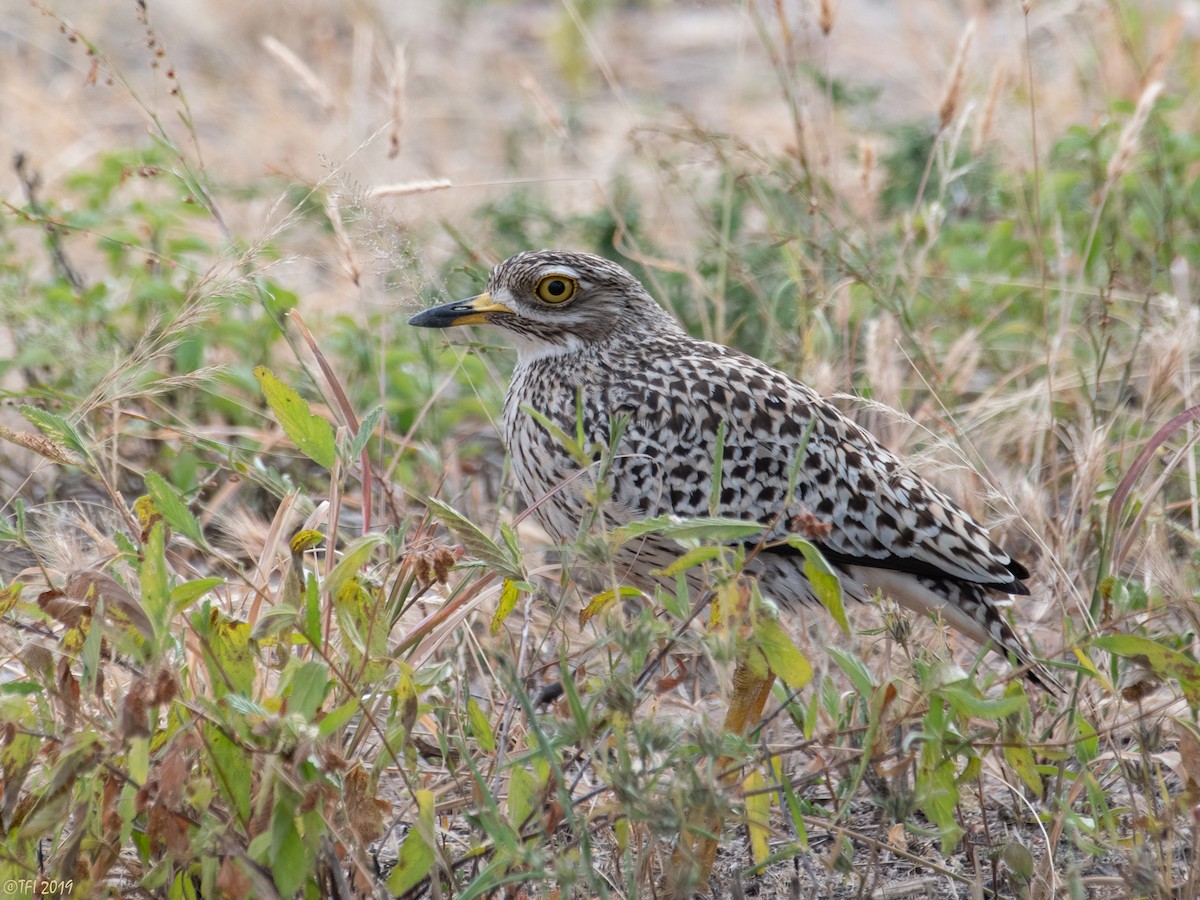 Spotted Thick-knee - ML192278721