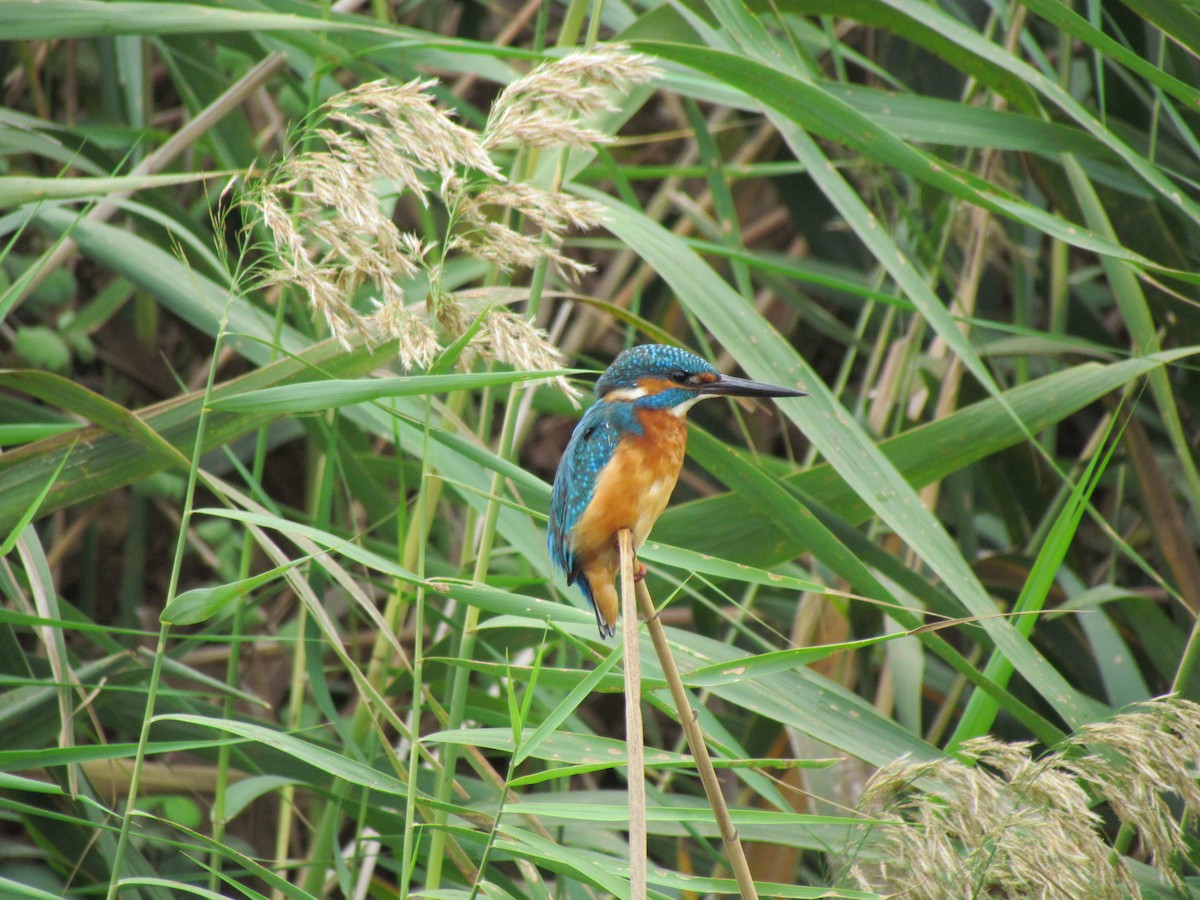 Common Kingfisher - Uri Almog Gabay