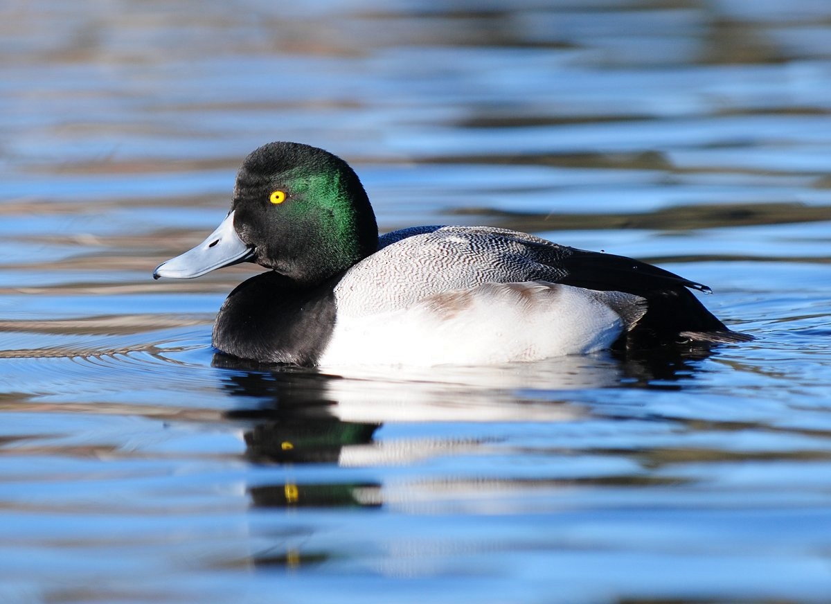Greater Scaup - ML192288241