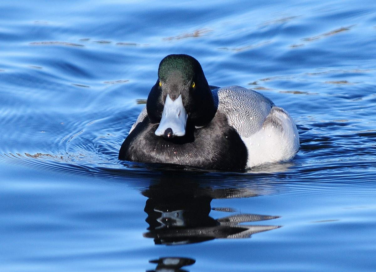 Greater Scaup - ML192288251
