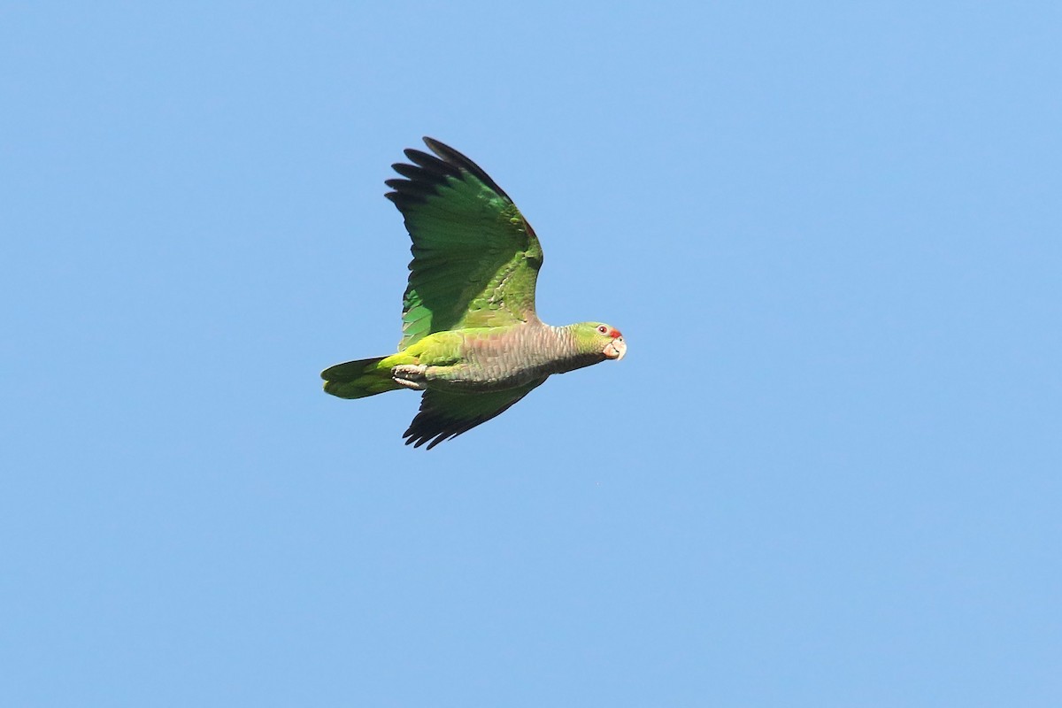 Vinaceous-breasted Parrot - ML192289371