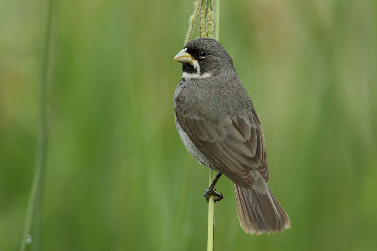 Double-collared Seedeater - ML192289731
