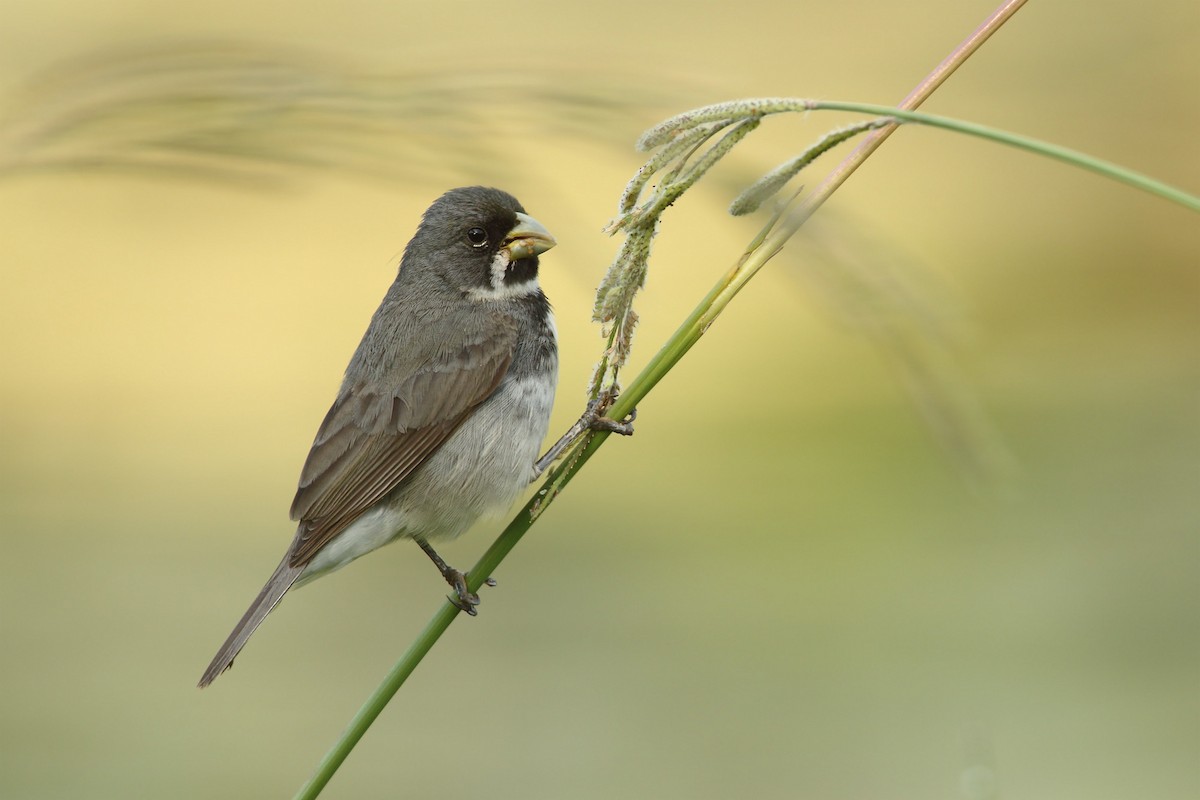 Double-collared Seedeater - ML192289761