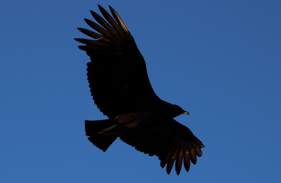 Black Vulture - ML192294801