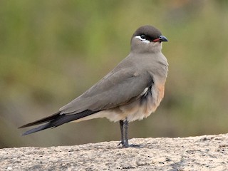 Adult - ML192294851