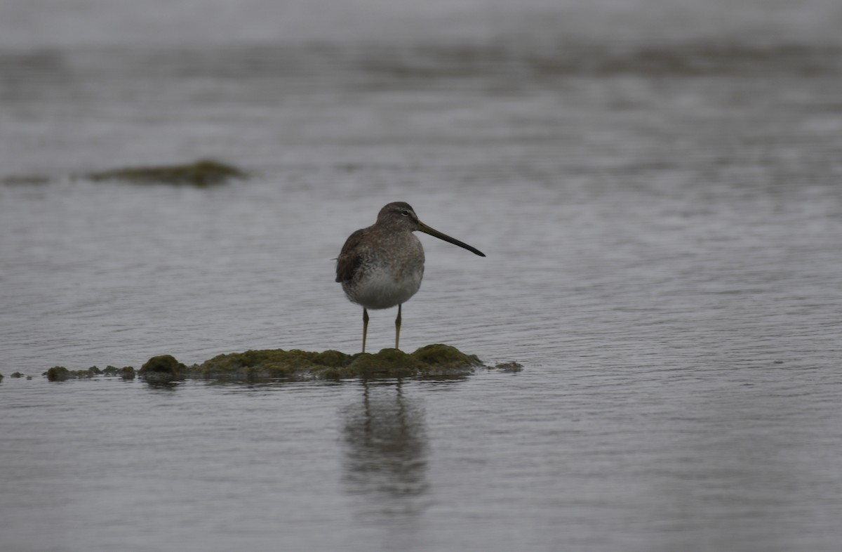 Long-billed Dowitcher - ML192296761