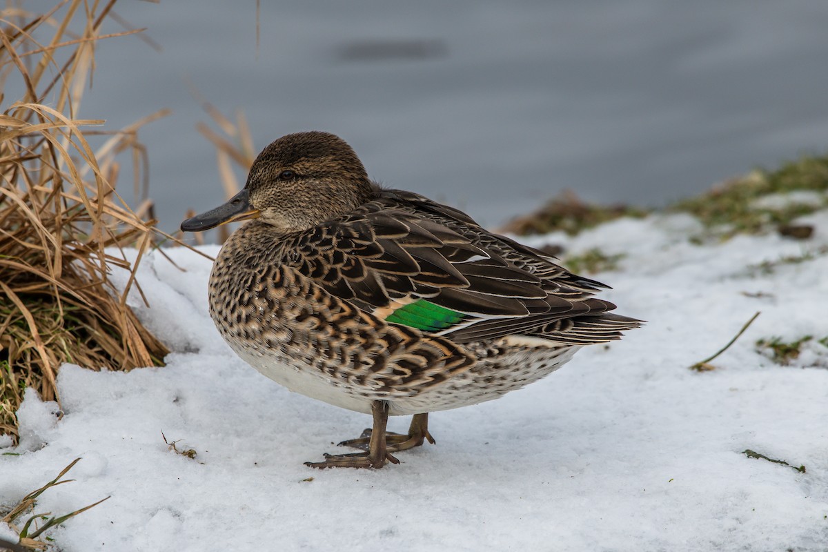 Green-winged Teal - Frank King