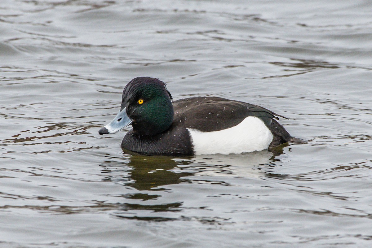 Tufted Duck - ML192299361