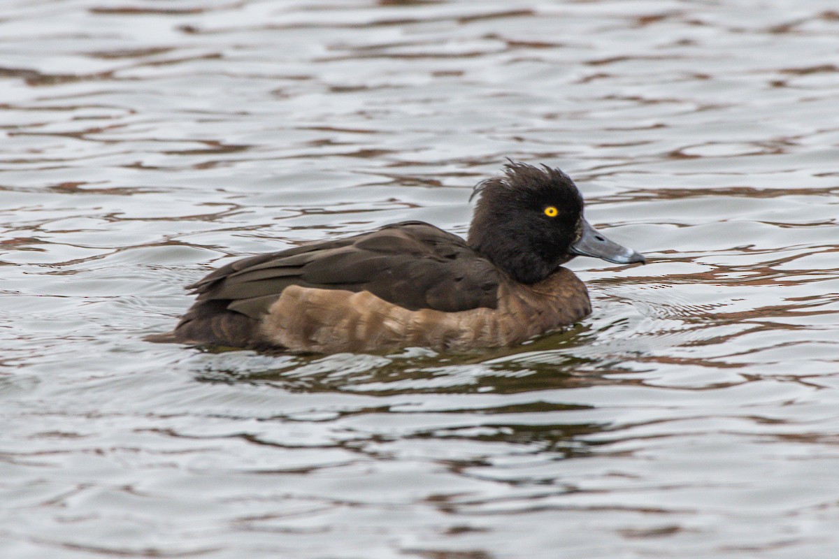 Tufted Duck - ML192299451