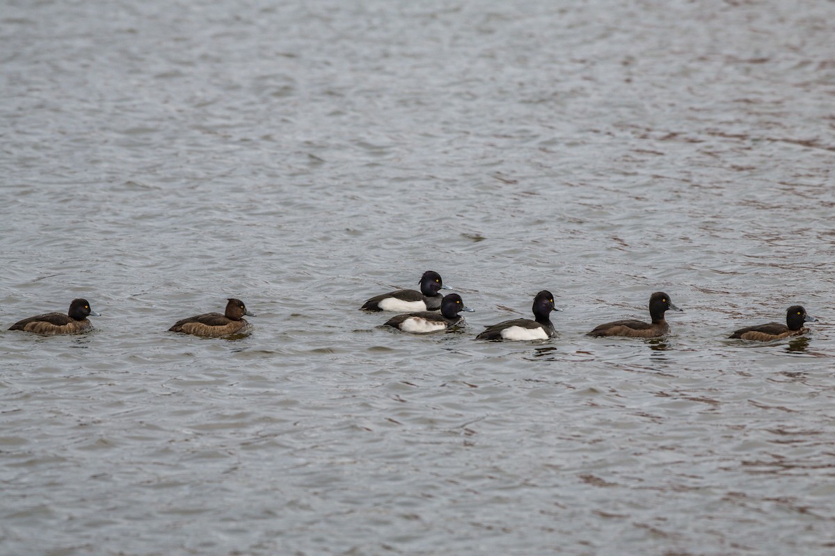 Tufted Duck - ML192300341
