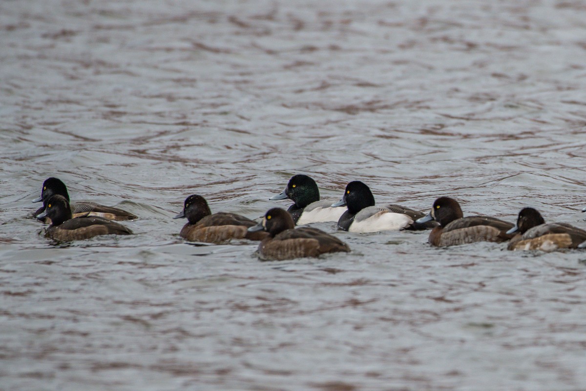 Greater Scaup - ML192300411