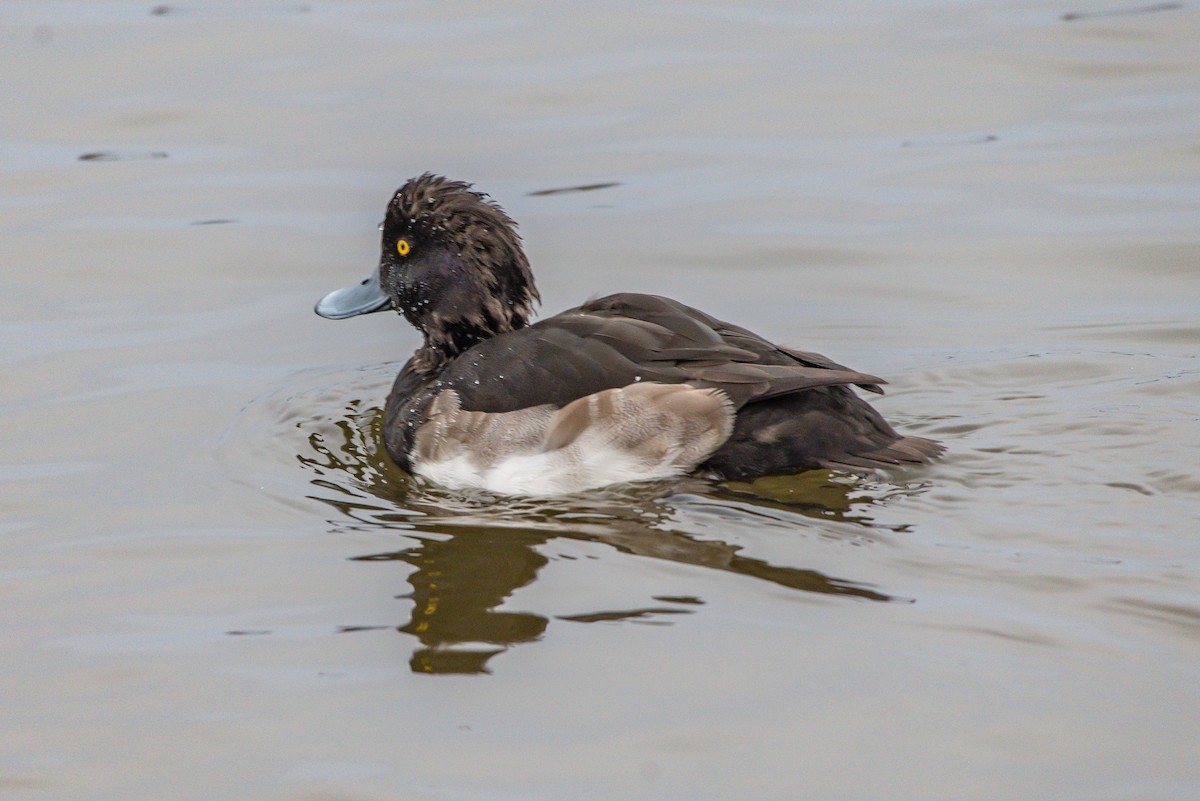 Tufted Duck - ML192300711