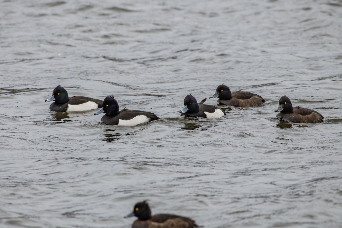 Tufted Duck - ML192300851