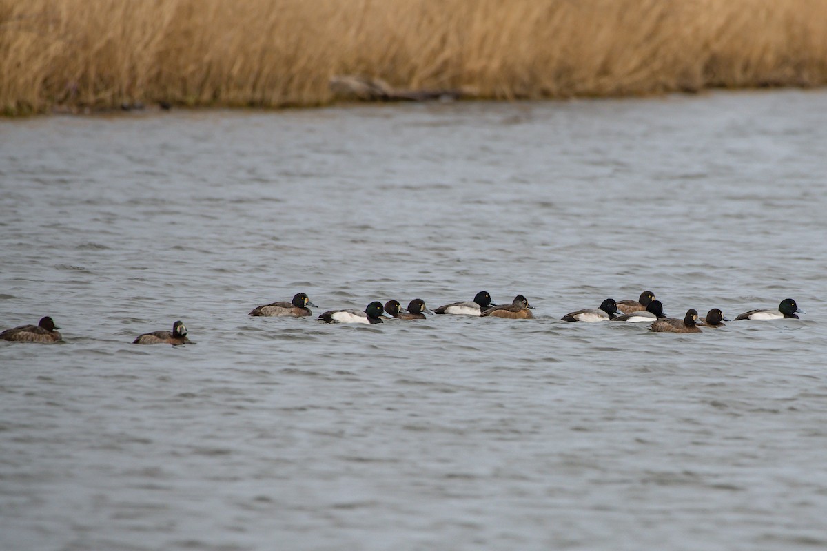 Greater Scaup - ML192301121