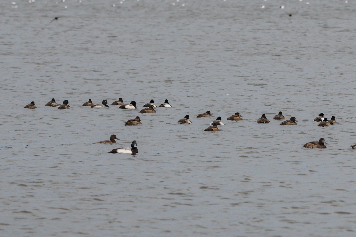 Greater Scaup - ML192301141