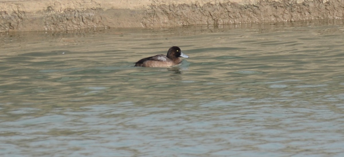Greater Scaup - ML192306191