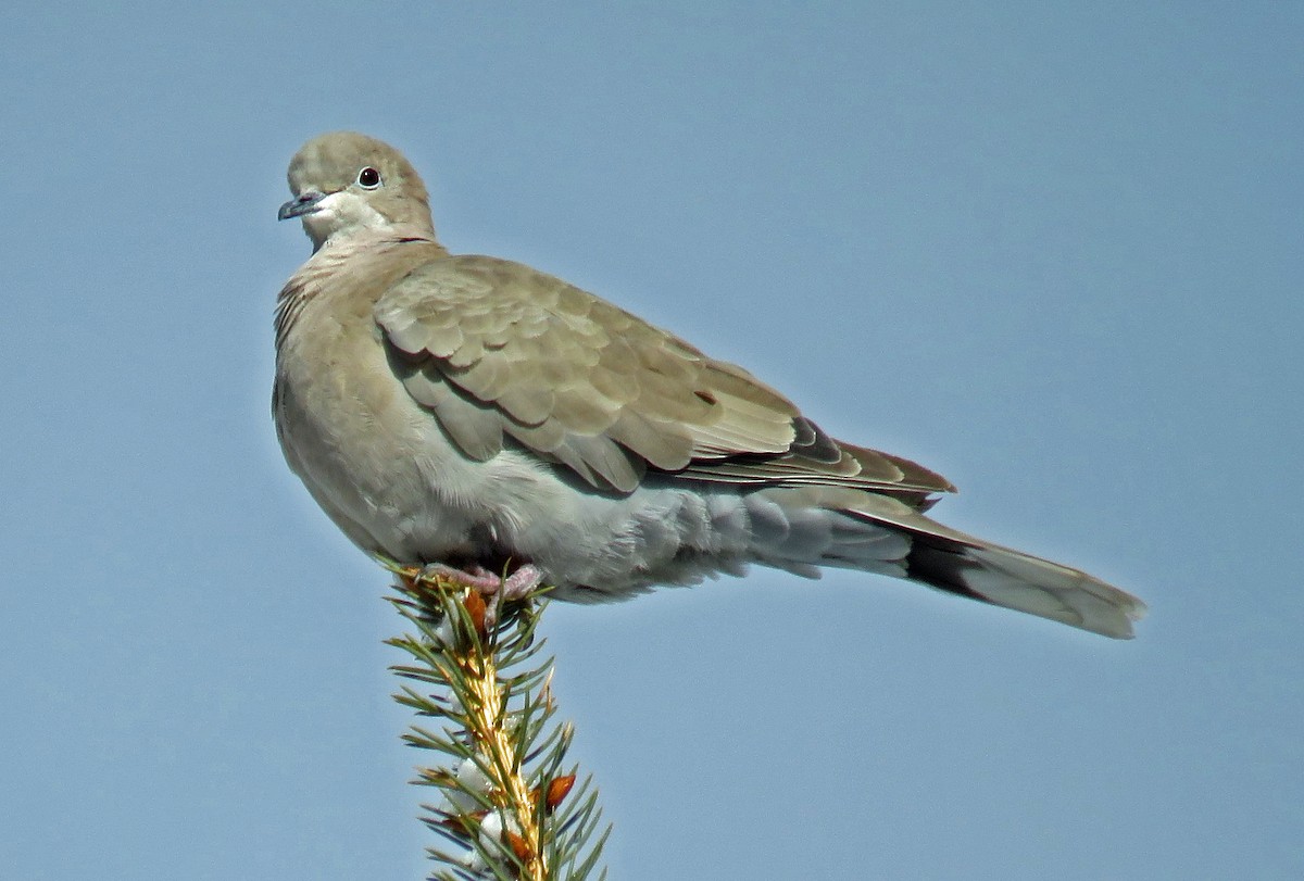 Eurasian Collared-Dove - ML192307471