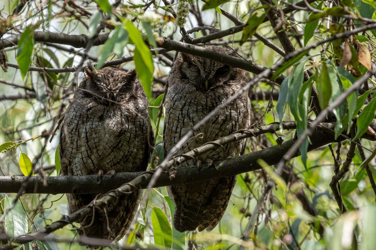 Tropical Screech-Owl - Tania Riveros