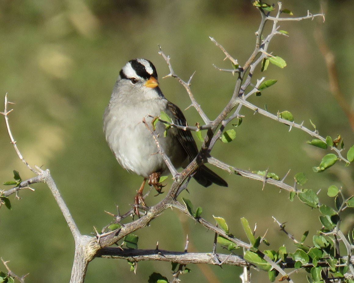 White-crowned Sparrow - ML192308381