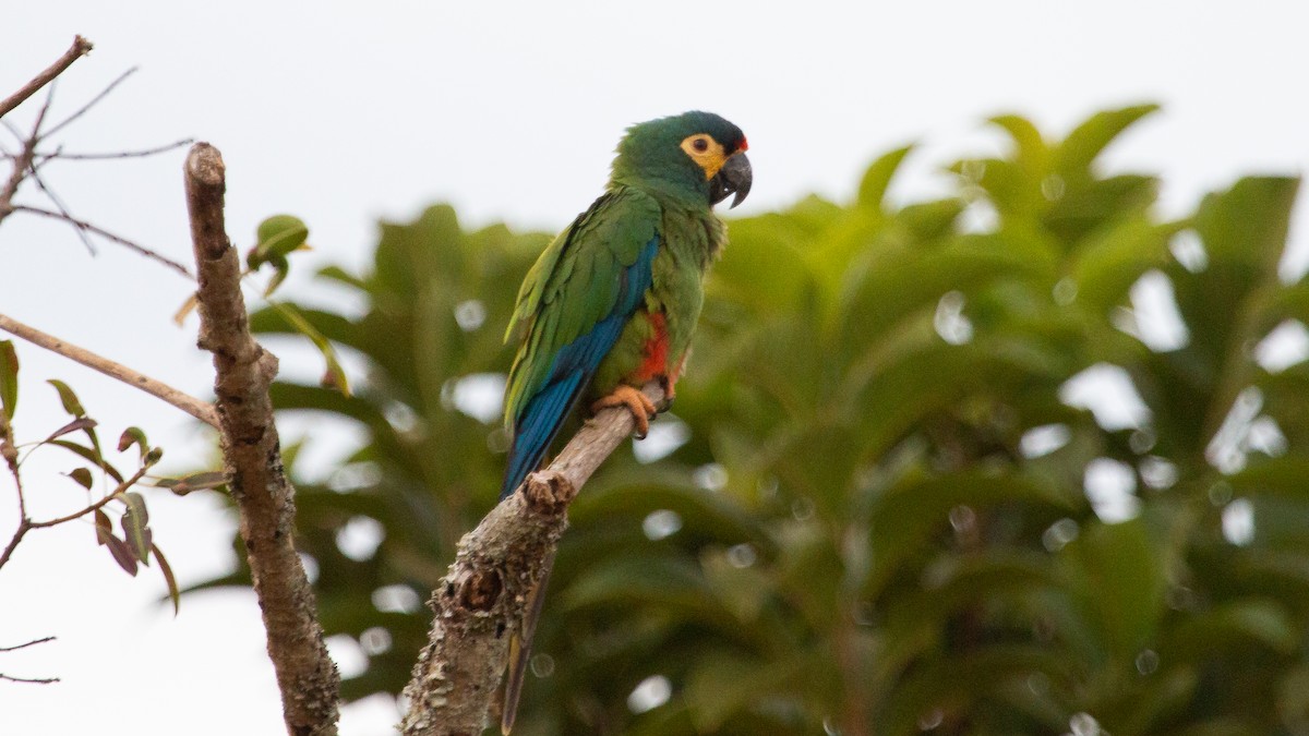 Blue-winged Macaw - Ricardo Mitidieri
