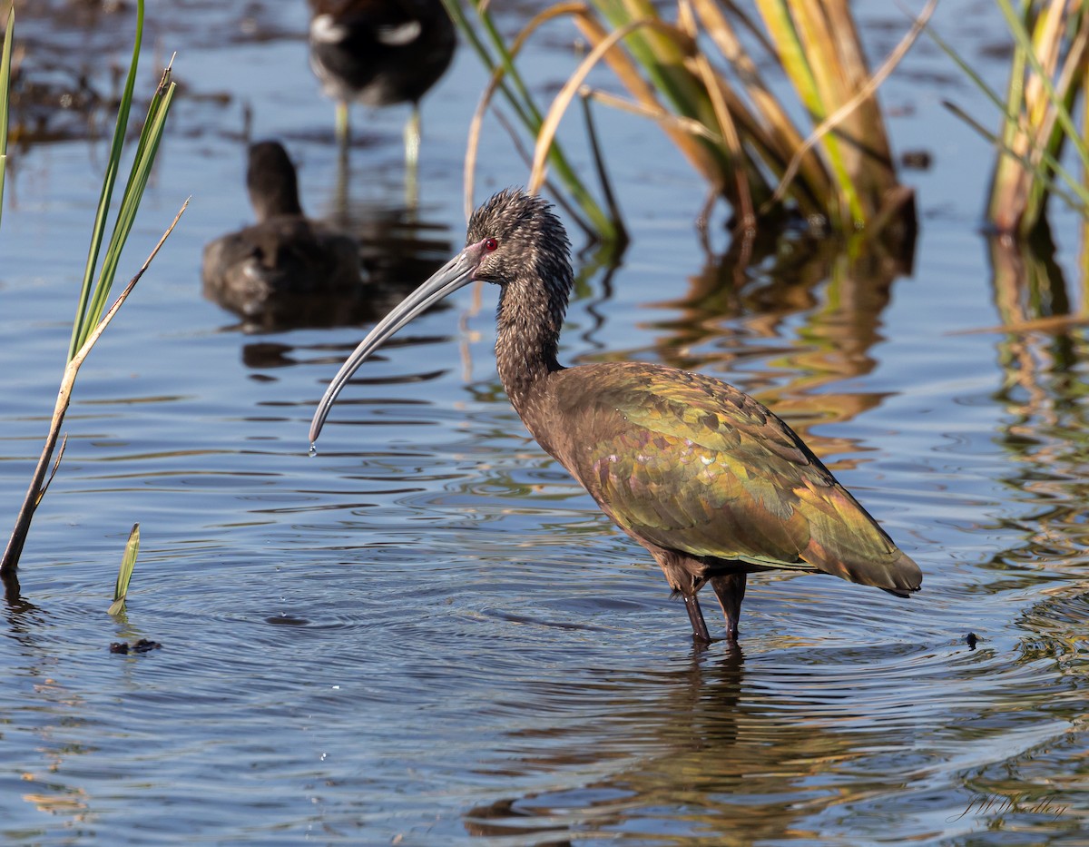 White-faced Ibis - Janey Woodley