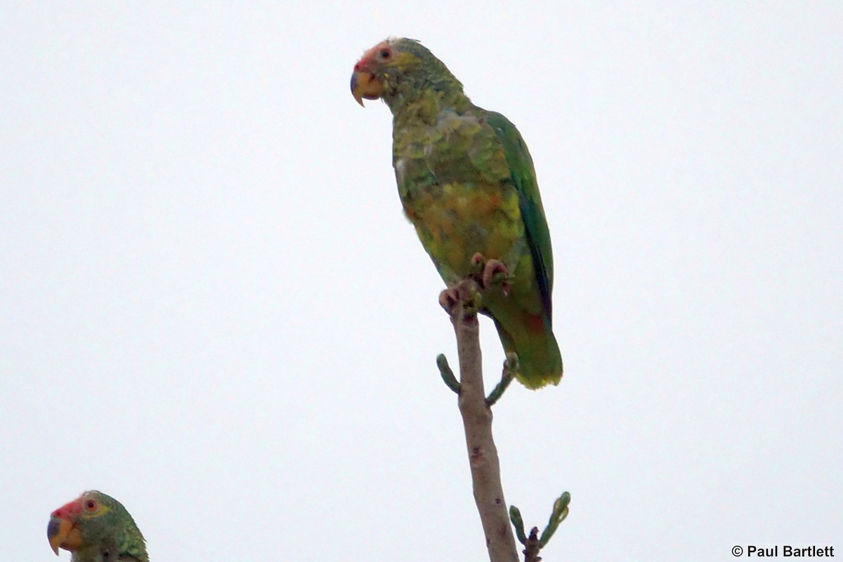 Yellow-faced Parrot - ML192312491