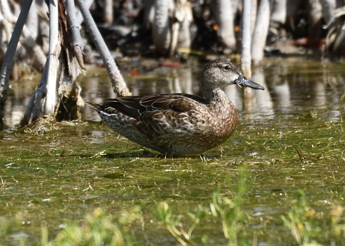 Blue-winged Teal - ML192314991