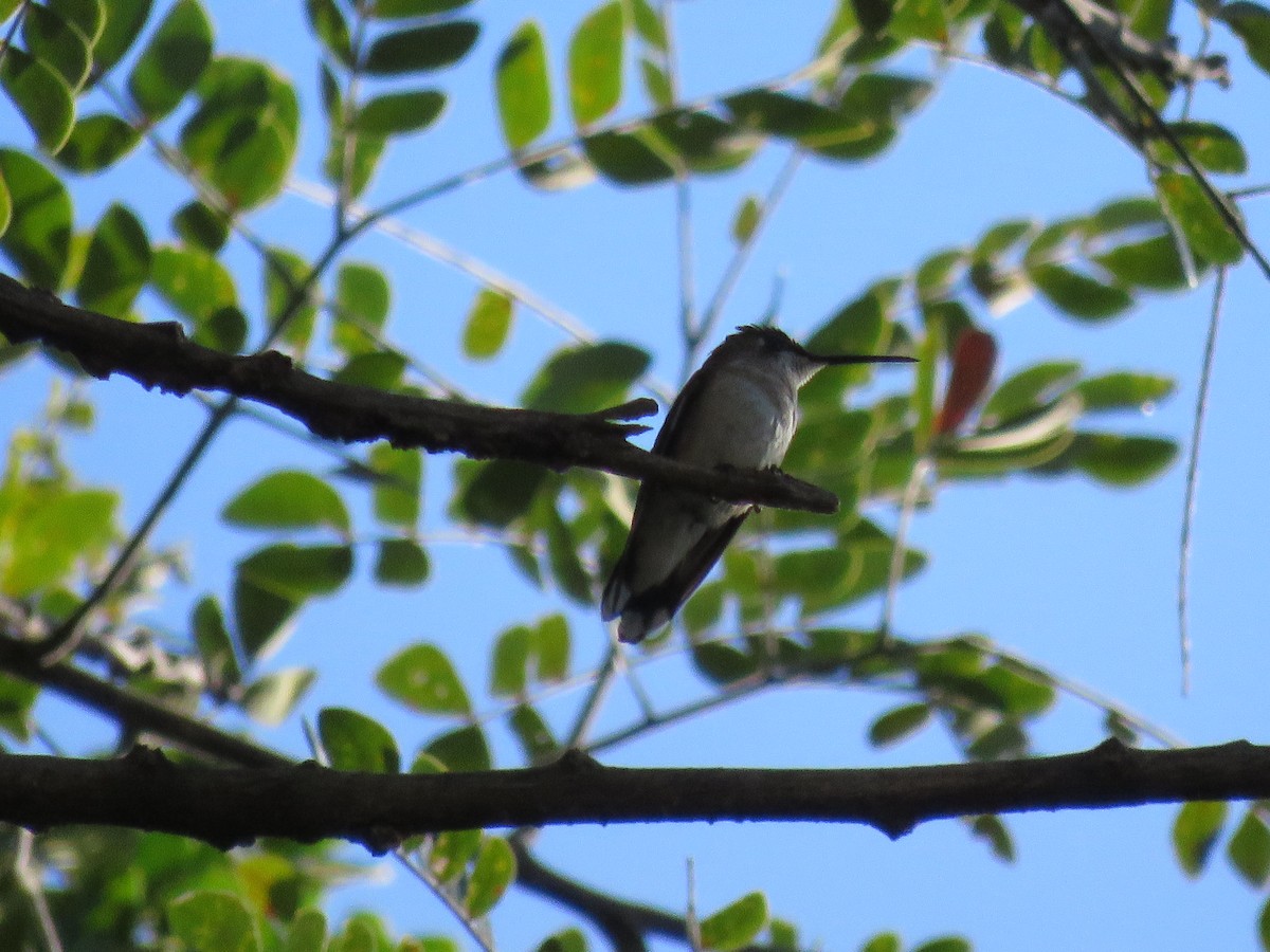 Ruby-throated Hummingbird - ML192316891