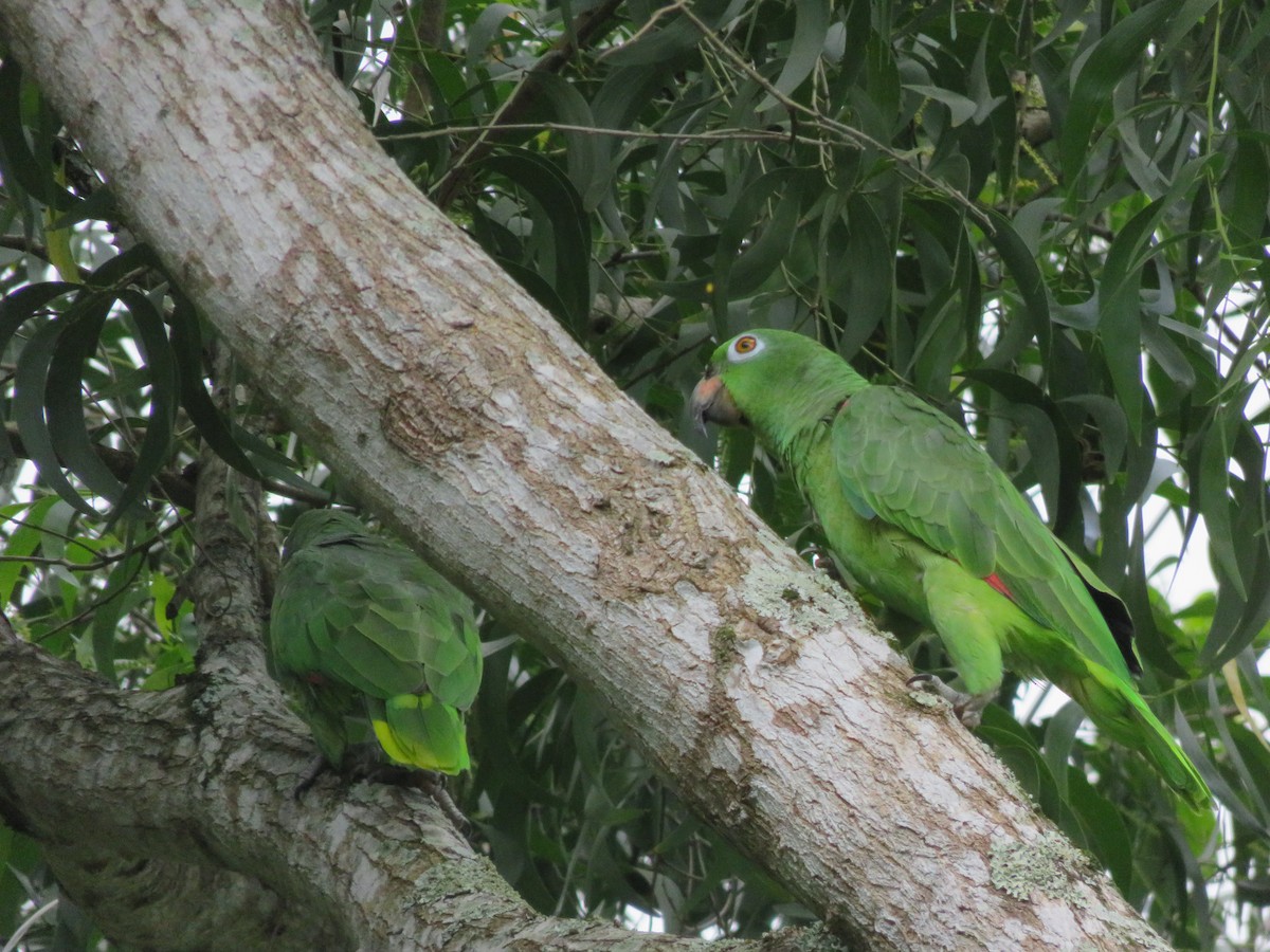 Yellow-crowned Parrot - ML192321021