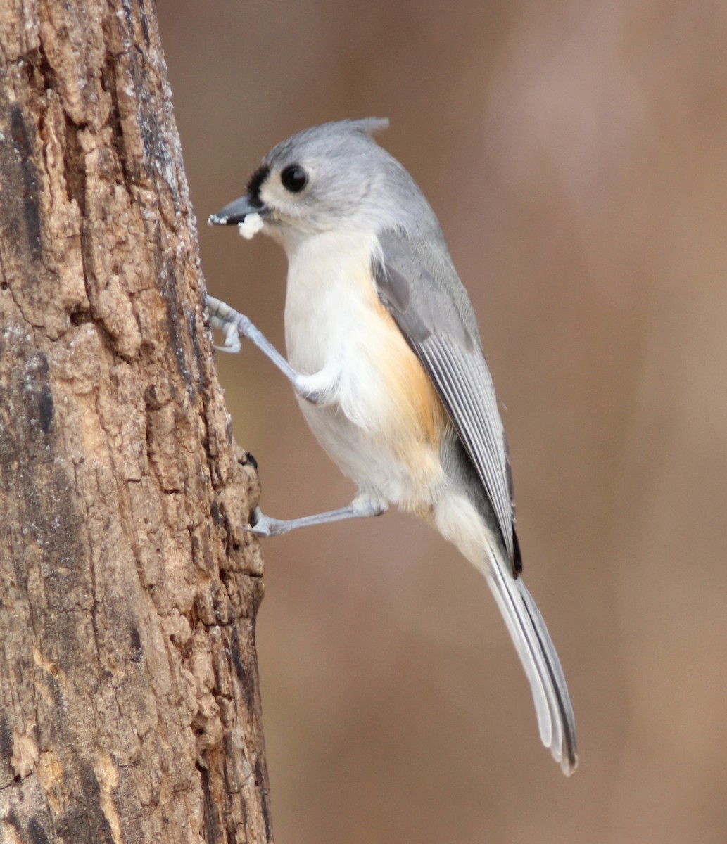 Tufted Titmouse - B Maguire