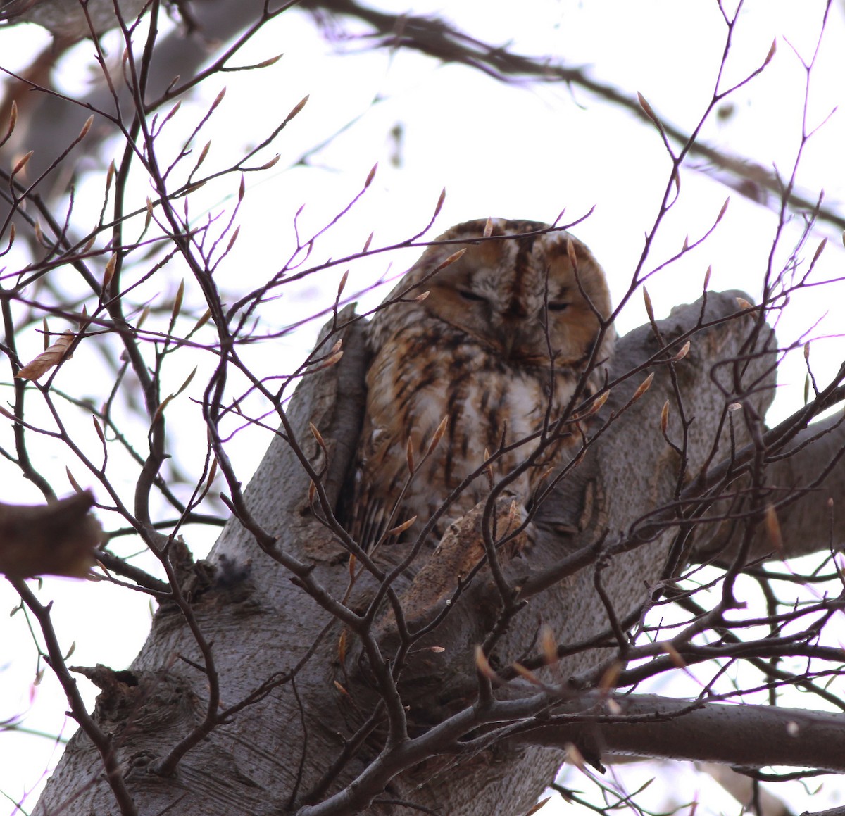 Tawny Owl - ML192322541