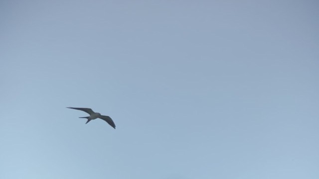 Swallow-tailed Kite - ML192323211