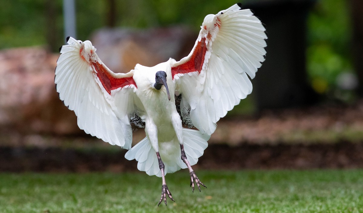 ibis australský - ML192323481