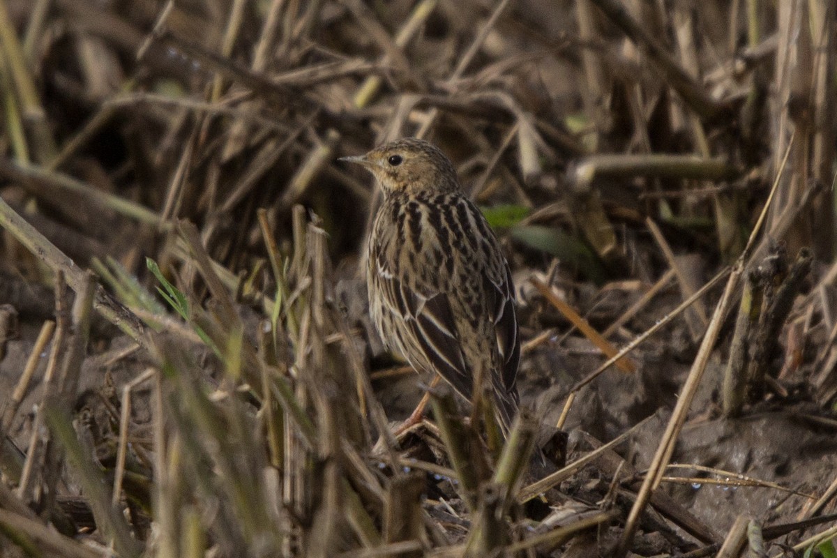 Red-throated Pipit - ML192323541