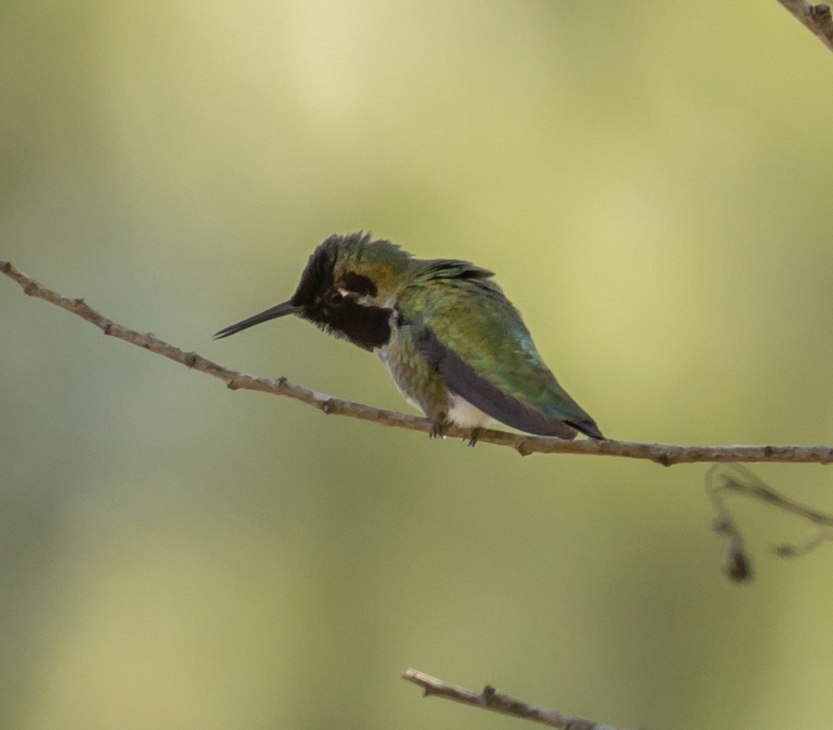 Anna's Hummingbird - ML192327251