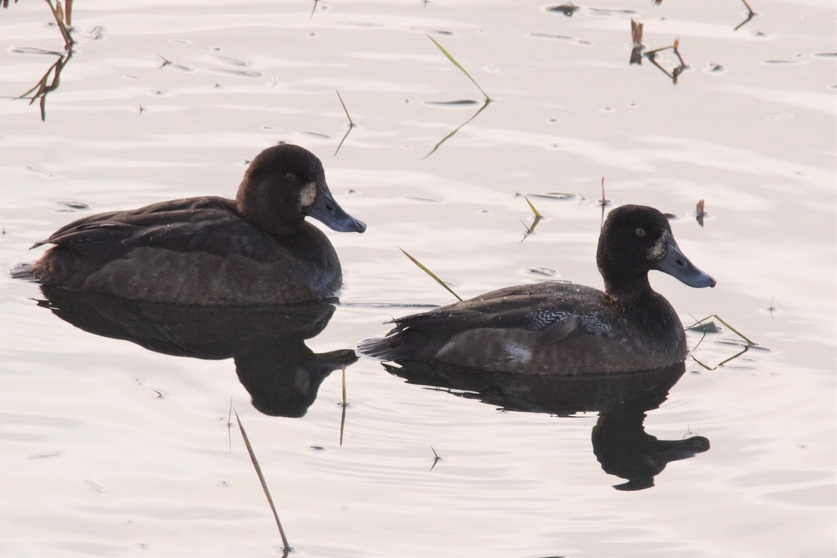 Greater Scaup - ML192327481