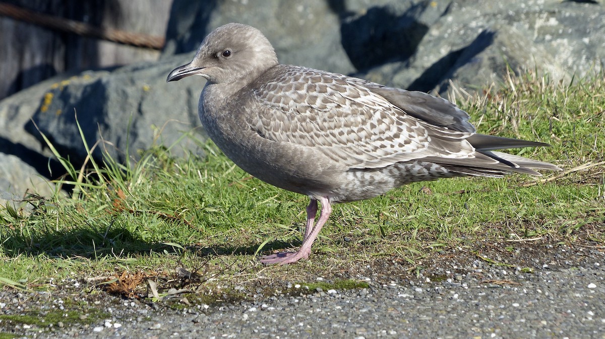 Iceland Gull (Thayer's) - Deven Kammerichs-Berke