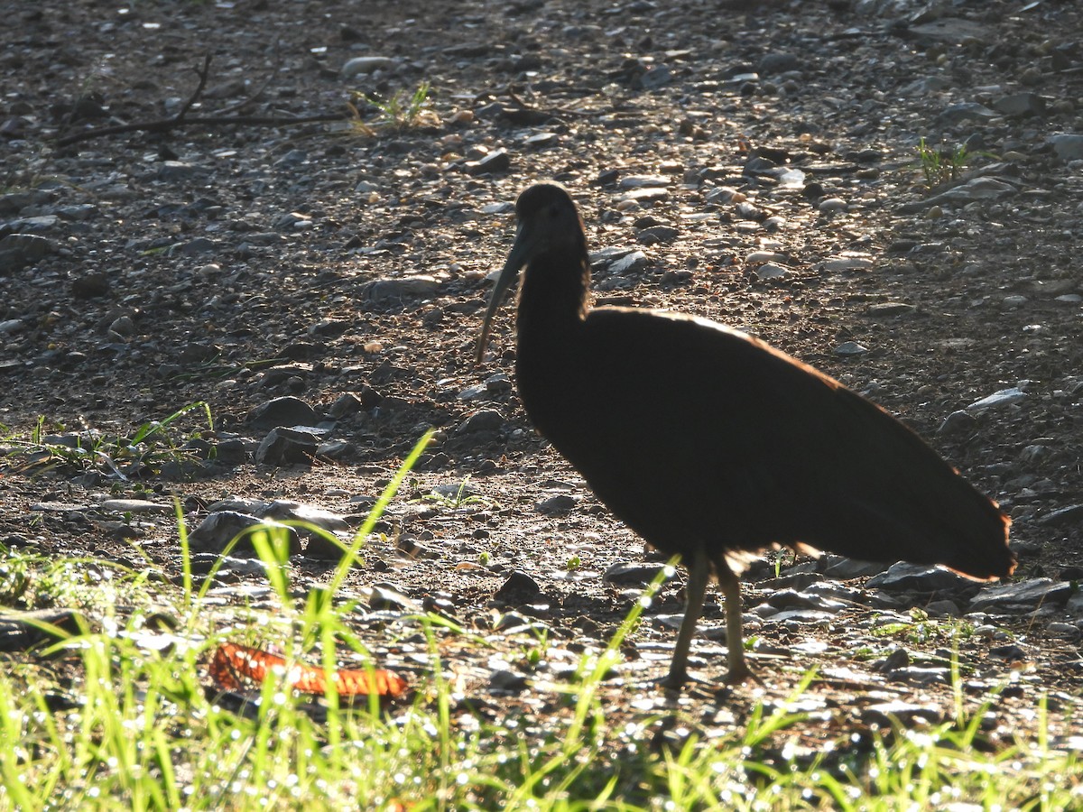 Bare-faced Ibis - ML192328881