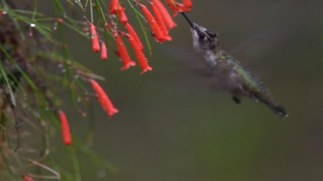 Ruby-throated Hummingbird - ML192330251