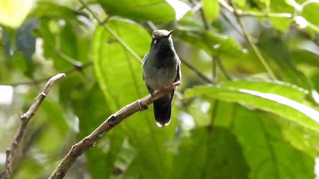Emerald-chinned Hummingbird - ML192334021