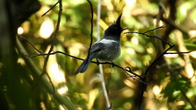 African Crested Flycatcher - ML192336381
