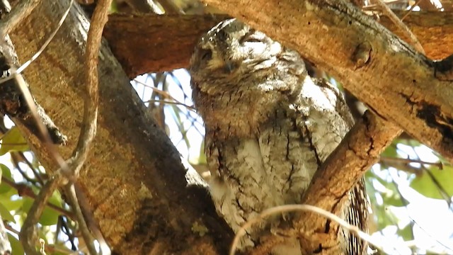 African Scops-Owl (African) - ML192339331