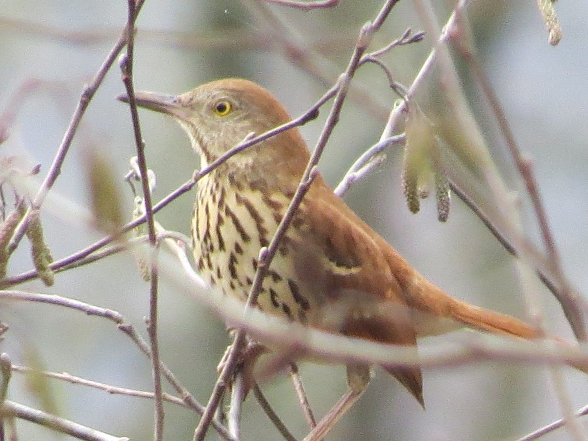 eBird Checklist - 9 Dec 2019 - Goldsmith Schiffman Wildlife Sanctuary ...