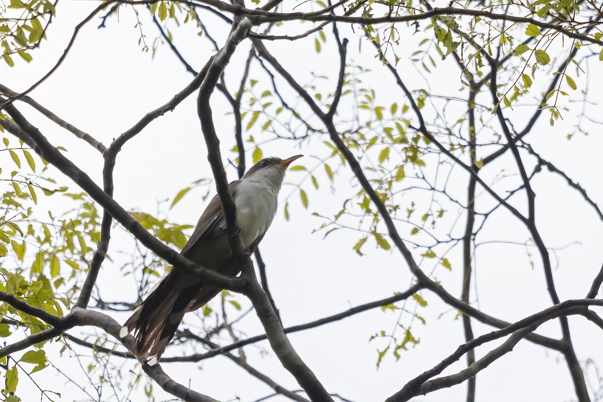 Pearly-breasted Cuckoo - Gabriel Bonfa